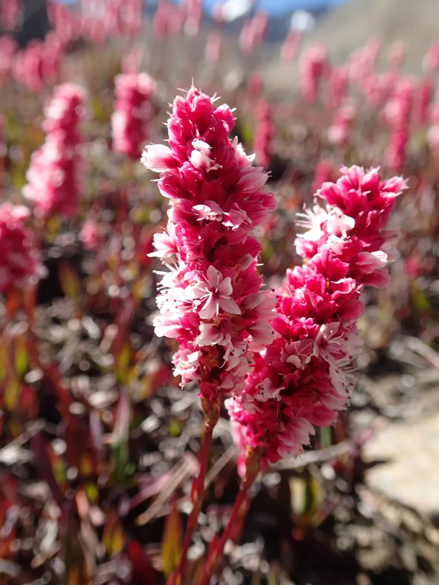 Polygonum vaccinifolium Flower Seeds – Alpine Groundcover for Planting