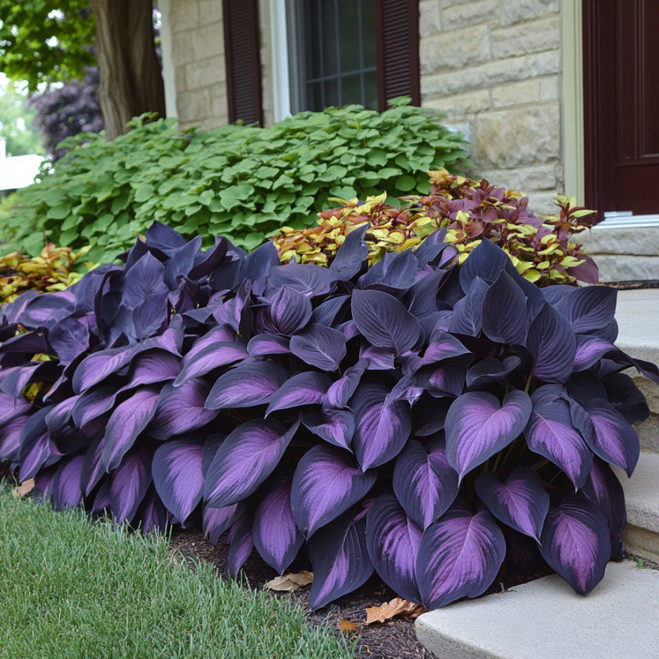 Rare Mix Hosta Plant Seeds (Purple & Black Shade Variety)