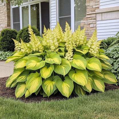 Rare Yellow Gold Hosta Seeds – Bright Lime-Green & Golden Foliage