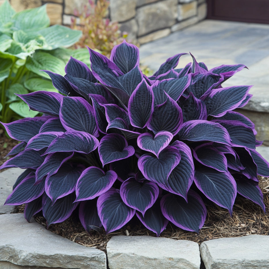 Rare Mix Hosta Plant Seeds (Purple & Black Shade Variety)