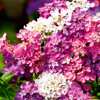 Candytuft Fairy Mixed Flower Seeds for Planting