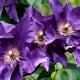 50-dark-purple-clematis-seeds-blooming-climbing-perennial-flower-vine