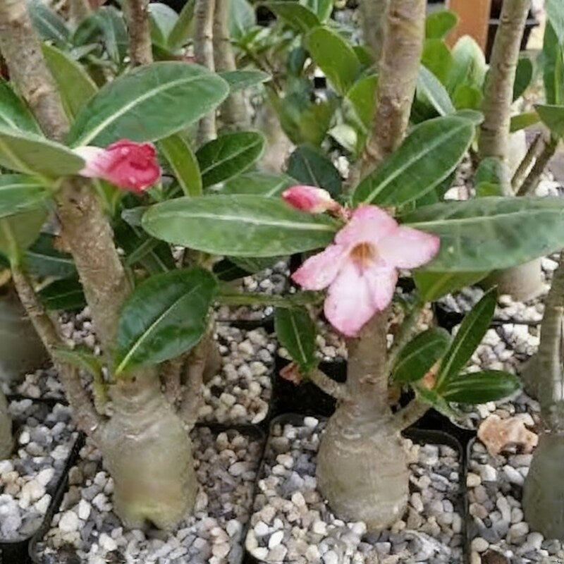 Meaty Flower Seeds Planting 100 Pcs