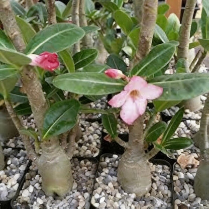 Meaty Flower Seeds Planting 100 Pcs