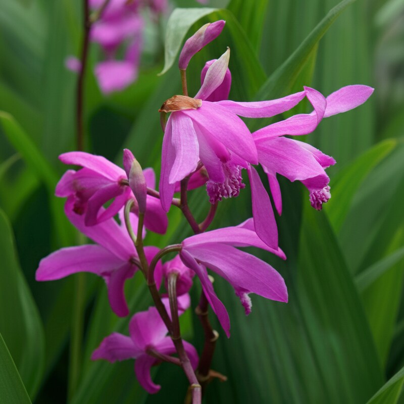 bletilla-striata-hardy-orchid-flower-seeds-orchid-flower-seeds-for-garden
