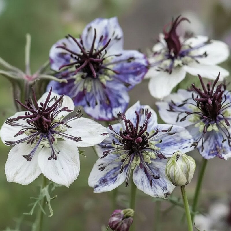 nigella-delft-blue-flower-seeds