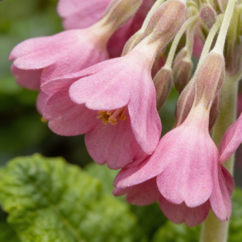 Primula Waltonii Flower Seeds for Garden Planting