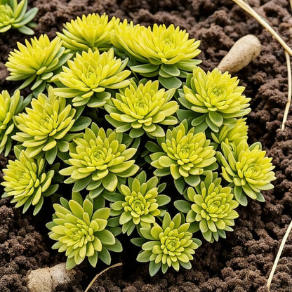 Yellow Sedum kamtschaticum Seeds for Garden and Pots