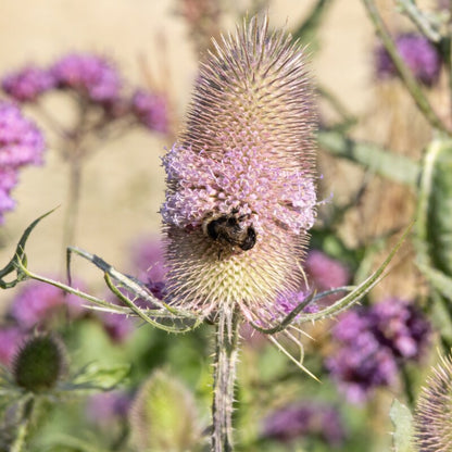 Dipsacus Fullonum Teasel Perennial Flower Seeds for Garden Planting