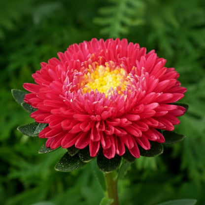 Red Aster Flower Seeds for Garden Planting