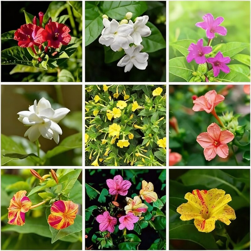Jasmine Mixed Flower Seeds for Planting