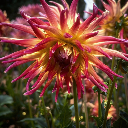 Dahlia Electric Flash Flower Seeds for Garden Planting