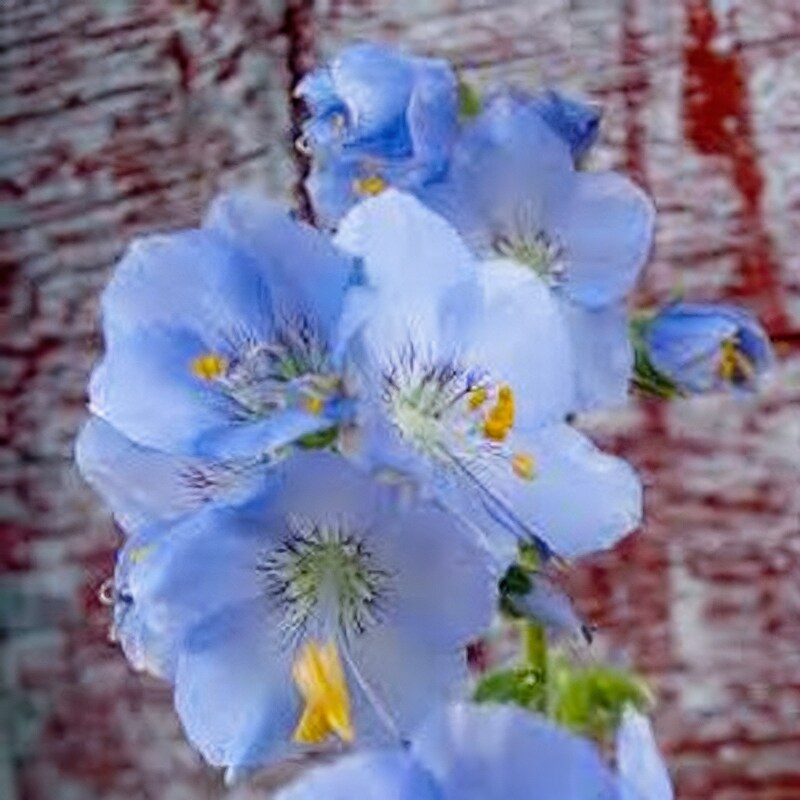 Jacobs Ladder Seeds - Jacob's Ladder Flower Seeds for Garden