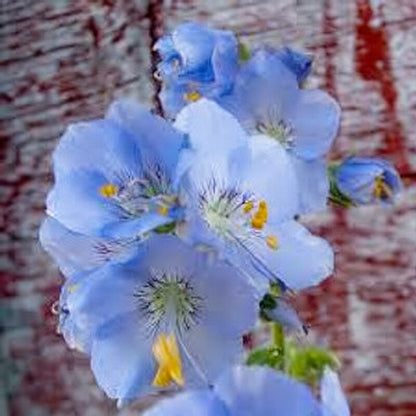 Jacobs Ladder Seeds - Jacob's Ladder Flower Seeds for Garden