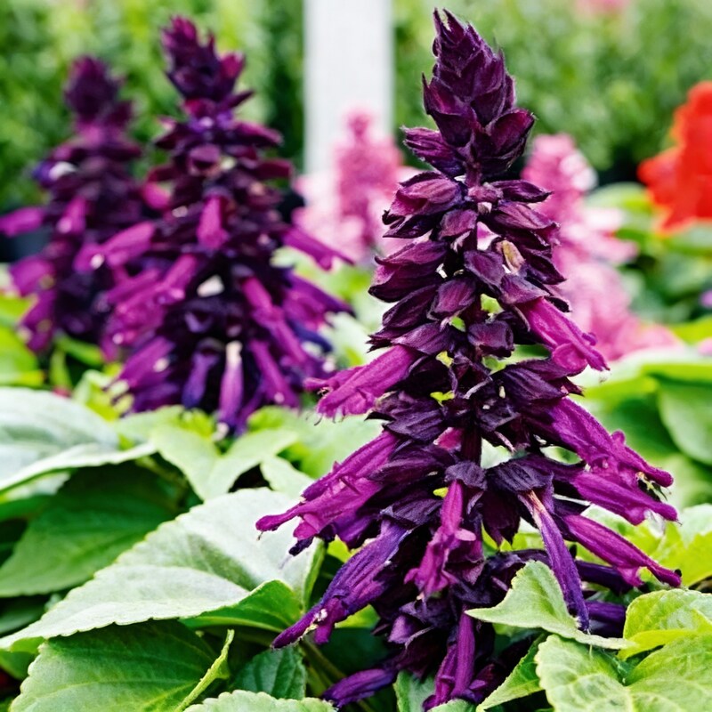 purple-salvia-flower-seeds-richly-colored-blooms-for-vibrant-gardens