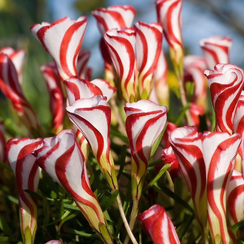 candy-cane-sorrel-flower-seeds-oxalis-flower-seeds-for-garden