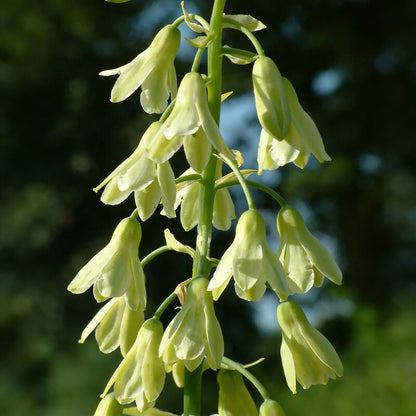 Galtonia Viridiflora Seeds for Garden Planting