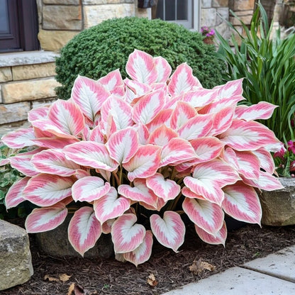 Pink & White Hostas Seeds for Planting – Shade-Loving Foliage Plant for Gardens