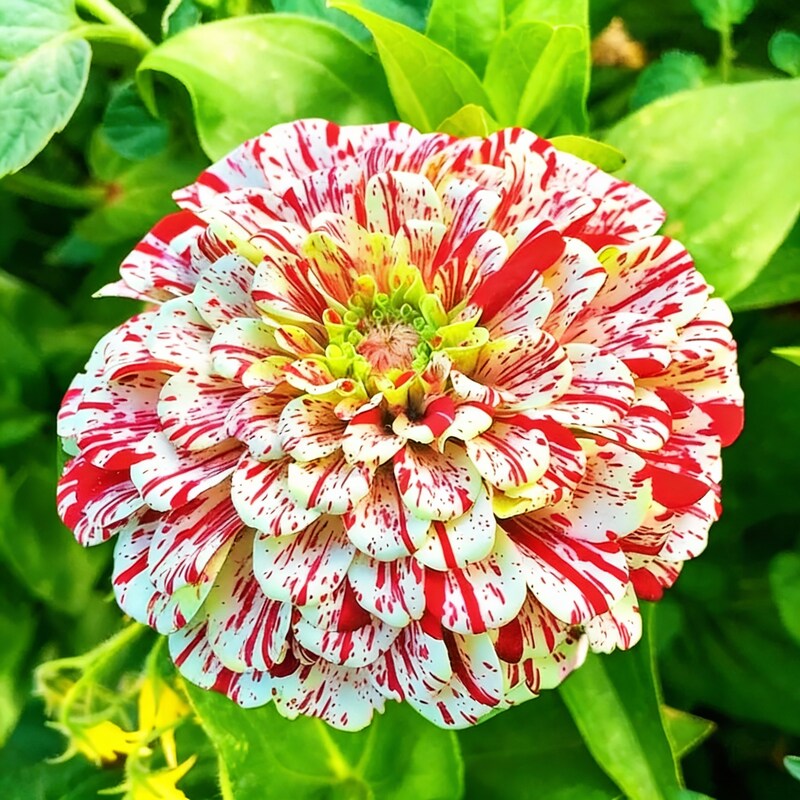 Zinnia Imported Strip Red Flower Seeds for Planting