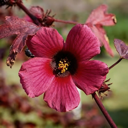 Cranberry Hibiscus Seeds - Hibiscus Flower Seeds for Garden
