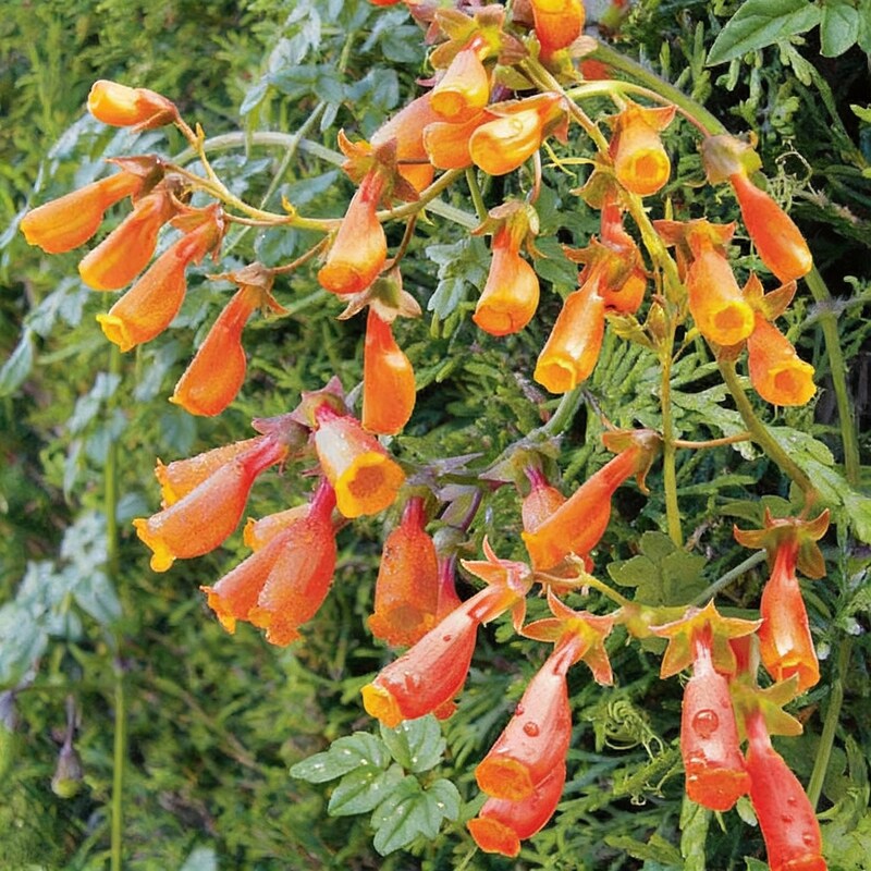 Eccremocarpus Scaber Flame Colours Flower Seeds - Climbing Flower Seeds for Garden