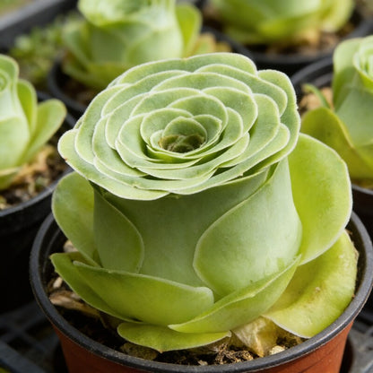 Greenovia Mountain Rose Flower Seeds for Garden Planting