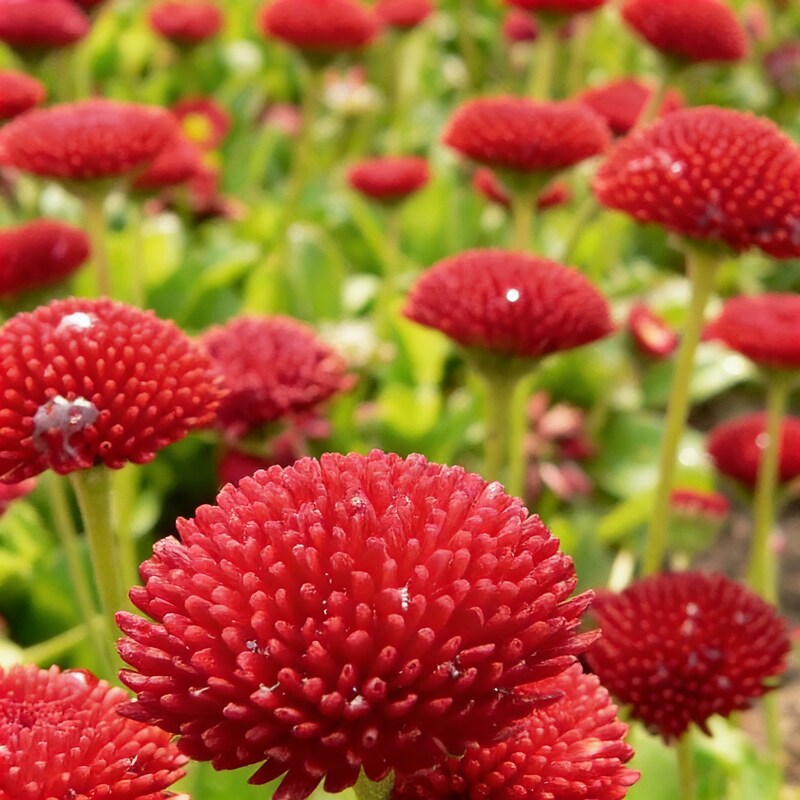 Daisy Pomponet Red Seeds - Daisy Flower Seeds for Garden