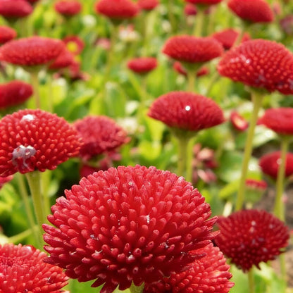Daisy Pomponet Red Seeds - Daisy Flower Seeds for Garden