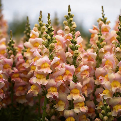 Apricot Snapdragon Flower Seeds - Apricot Snapdragon Flower Seeds for Garden