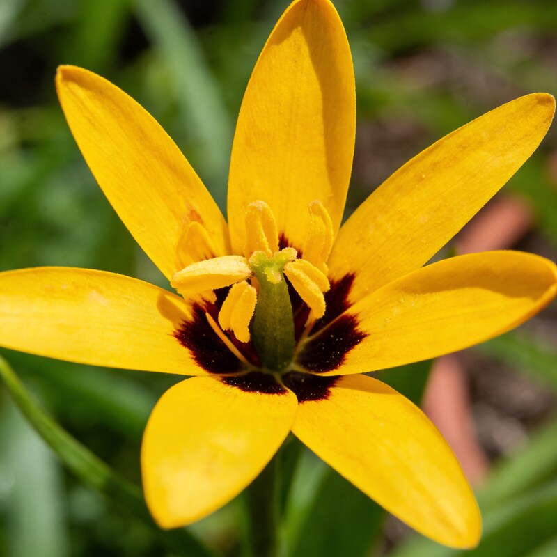 Baeometra Uniflora Seeds for Garden Planting