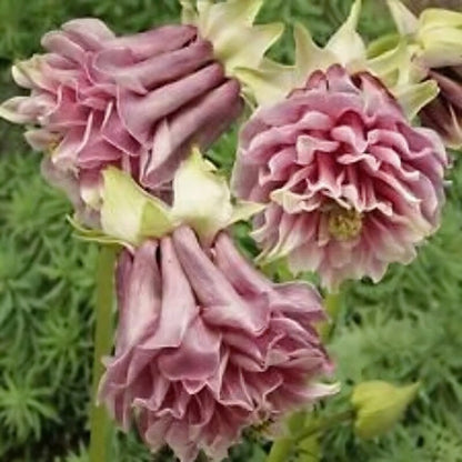 Pink Petticoat Columbine Seeds for Planting – Hardy Perennial Flower