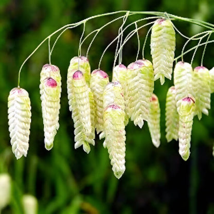 Briza Maxima Seeds - Quaking Grass Seeds for Garden