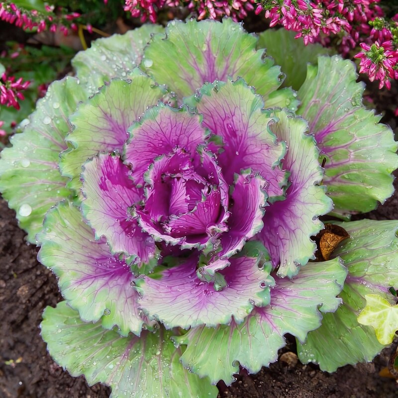 cabbage-flower-seeds-ornamental-rosette-blooms-for-garden-beauty