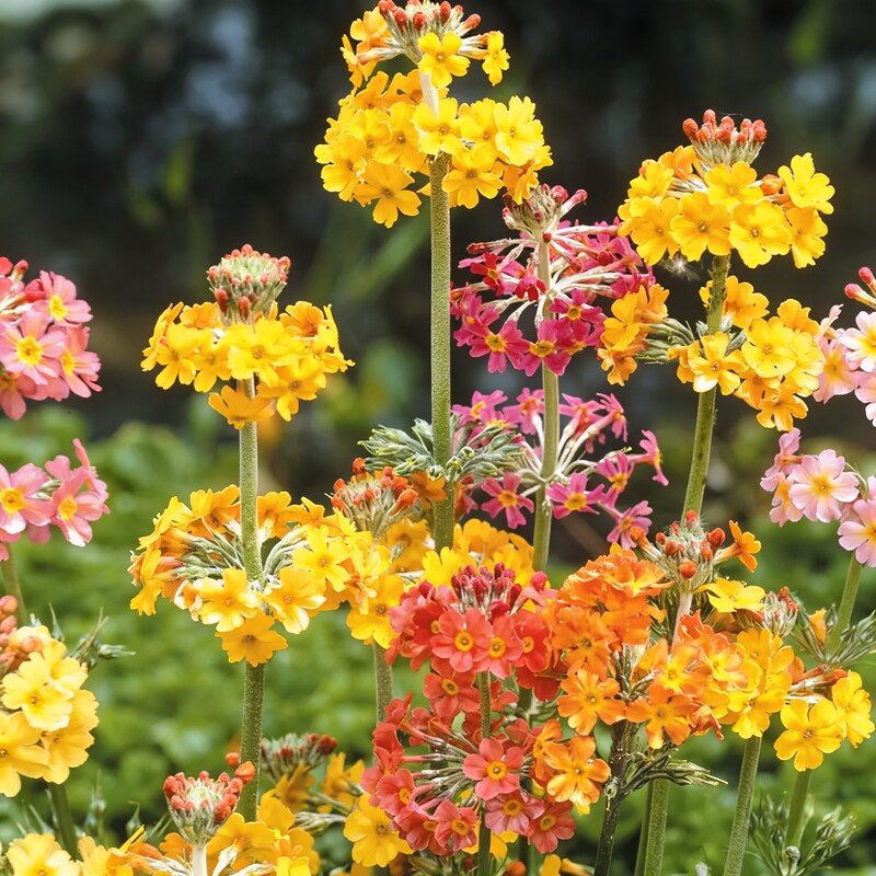 Primula Candelabra Mixed Flower Seeds - Primula Flower Seeds for Garden