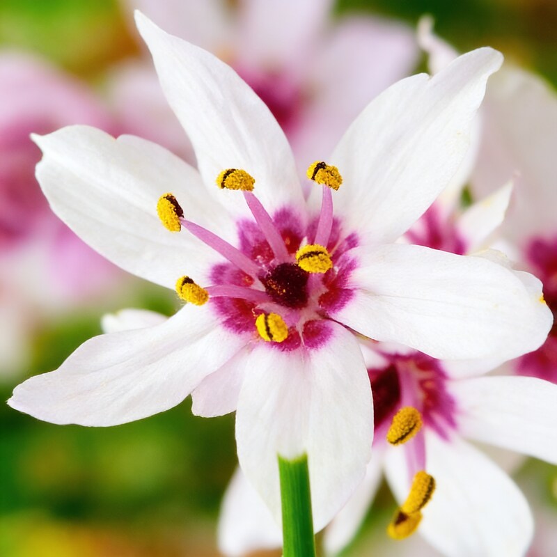 wurmbea-stricta-seeds-exquisite-flowering-bulb-plant-for-garden