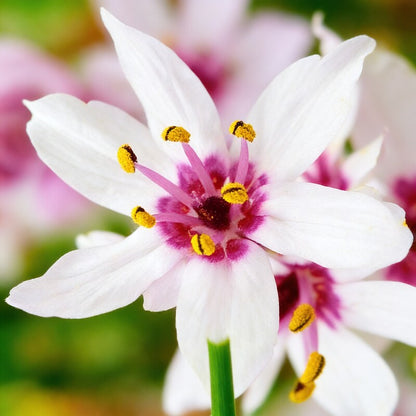 Wurmbea Stricta Seeds – Exquisite Flowering Bulb Plant for Garden