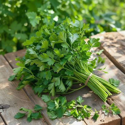 Flat Leaf Parsley Seeds for Planting – Premium Organic, Non-GMO Culinary Herb