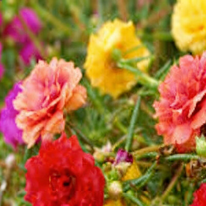 Moss Rose Portulaca Turquoise Seeds - Portulaca Flower Seeds for Garden