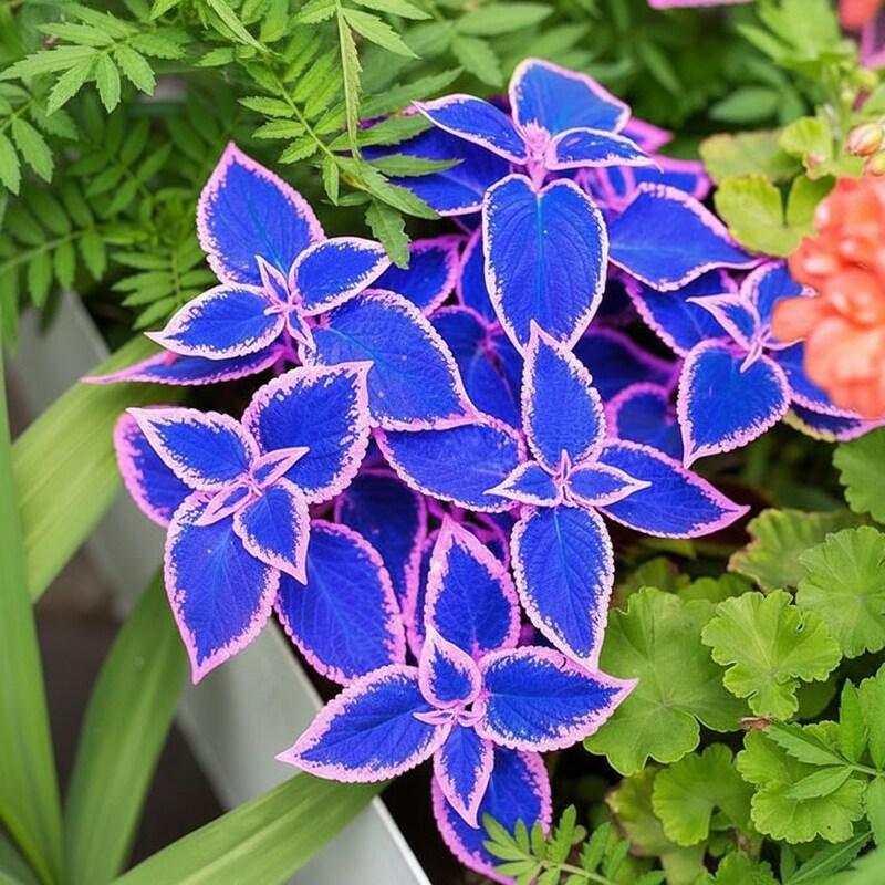 blue-pink-coleus-seeds-for-planting-heat-tolerant-foliage