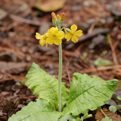Primula Chungensis Flower Seeds for Garden Planting