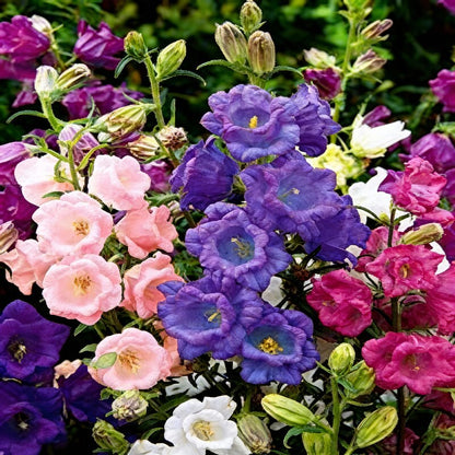 Canterbury Bells Calycanthema Mixed Seeds for Garden Planting