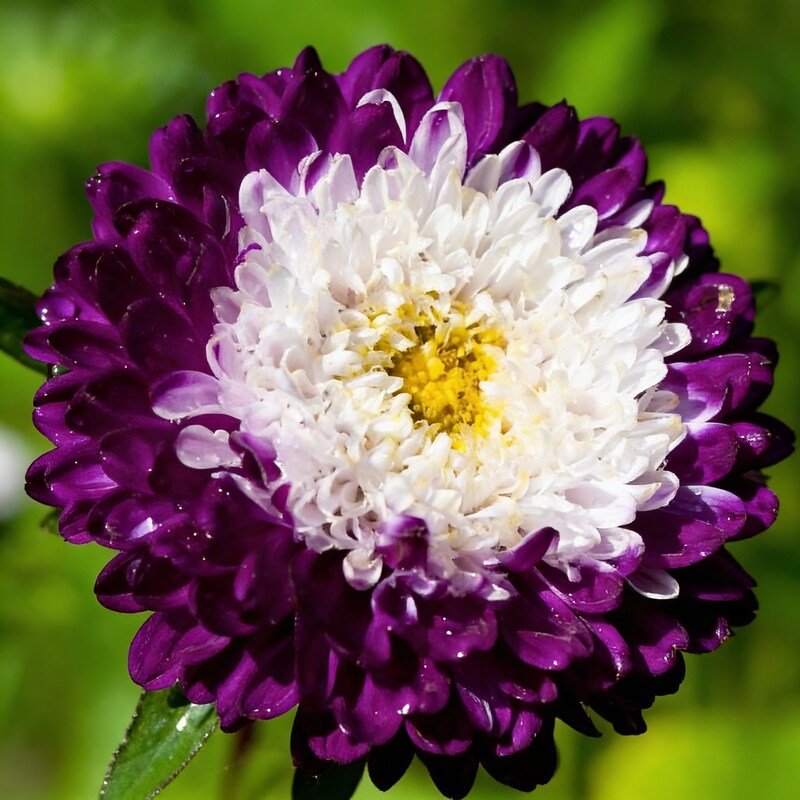 Purple and White Aster Flower Seeds for Garden Planting