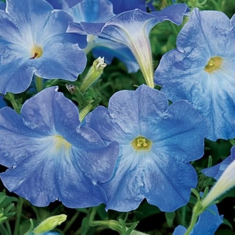 sky-blue-petunia-seeds-soft-airy-blooms-for-gardens-hanging-baskets