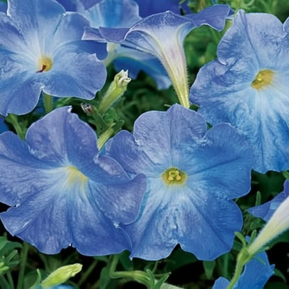 Sky Blue Petunia Seeds – Soft Airy Blooms for Gardens & Hanging Baskets