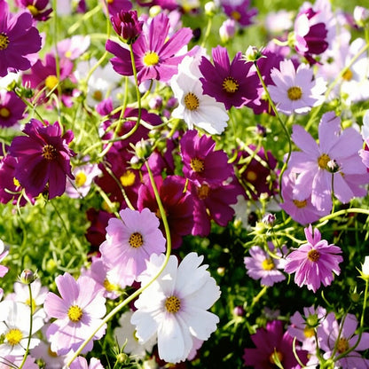 Mixed Flower Seeds for Gardening Enthusiasts – Shells Brand