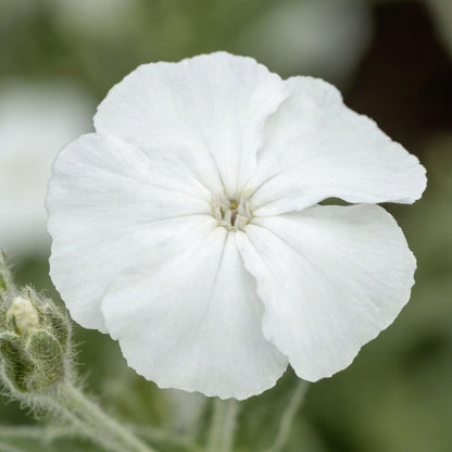 Lychnis Coronaria Alba Flower Seeds for Garden Planting