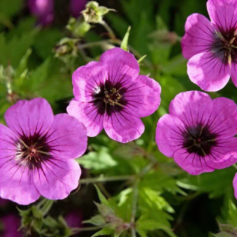 Geranium Ocellatum Seeds for Garden Planting