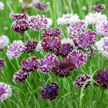 Centaurea Cyanus Classic Magic Flower Seeds