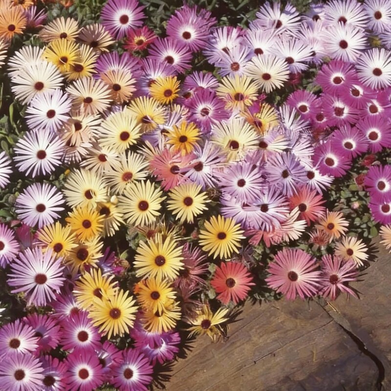mesembryanthemum-sparkles-mixed-flower-seeds-dazzling-colorful-garden-blooms