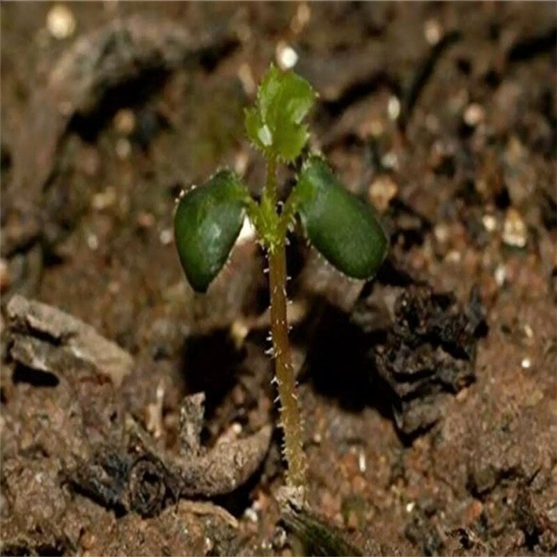 Exquisite Variety Mixed Multicolored Rose Seeds for Lush Gardens